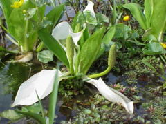 Lysichiton camtschatcensis