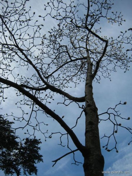 File:Magnolia campbellii-strybing white-IMG 7427 sfbg0308.jpg