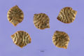 Seeds