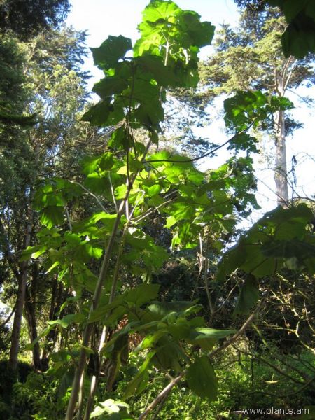 File:Podachaenium eminens-IMG 7748 sfbg0308.jpg