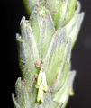 Thumbnail for version as of 10:20, 18 July 2007