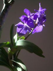 Vanda Miss Joaquim