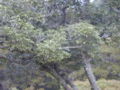 Z. kauaense