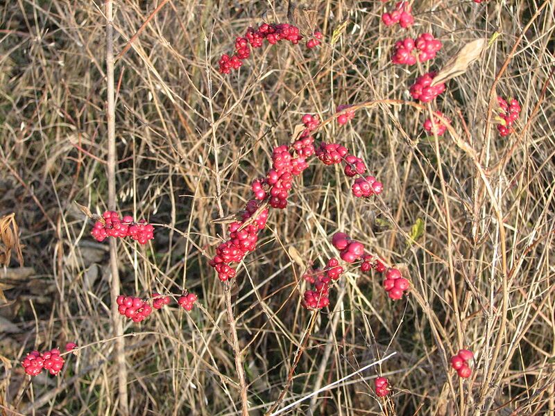 File:1024px-Coral berries in prairie.JPG