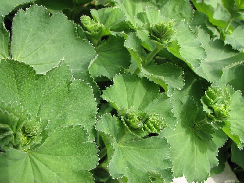 File:1024px-Lady's Mantle Alchemilla vulgaris 2816px.jpg