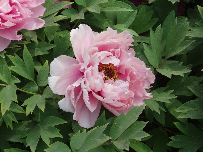 File:1024px-PaeoniaSuffruticosa7.jpg