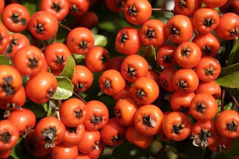 File:1024px-Sorbus aucuparia 01 - Orange.jpg