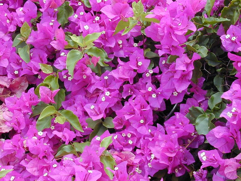 File:1024px-Starr 030418-0058 Bougainvillea spectabilis.jpg