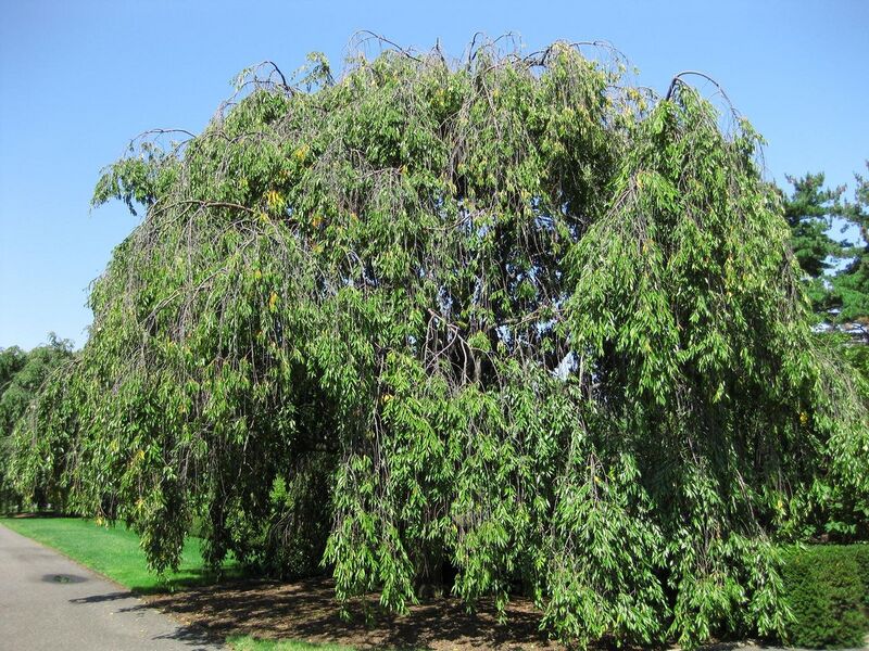 File:1280px-IMG 0160 nybg09.jpg