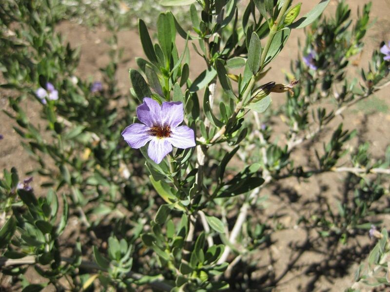 File:1280px-IMG 2043 hunt09oct.jpg