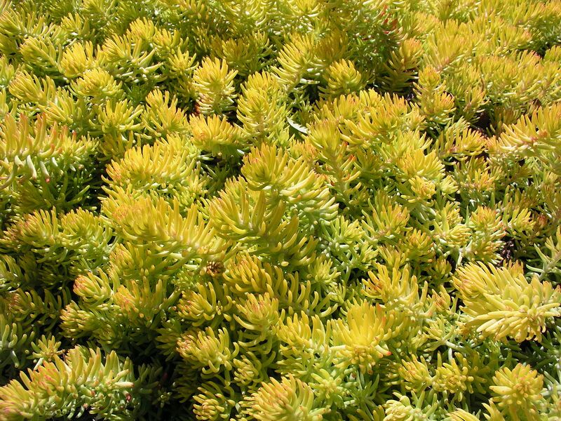 File:1280px-Sedum Reflexum.JPG
