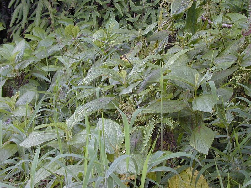 File:1280px-Starr 020925-0129 Boehmeria grandis.jpg