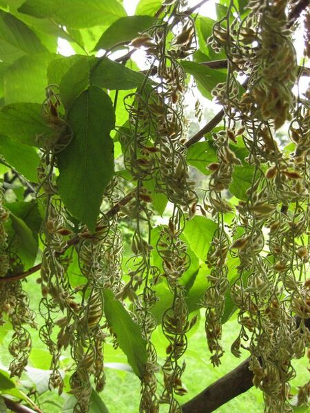 File:576px-IMG 1363 bbg09.jpg