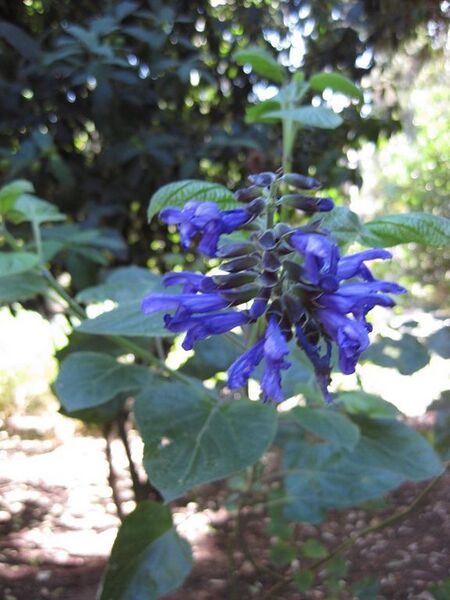 File:576px-IMG 1995 hunt09oct.jpg