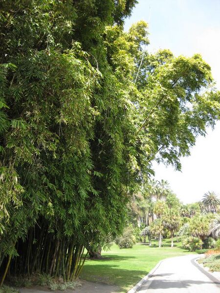 File:576px-IMG 4214 hunt0904.jpg