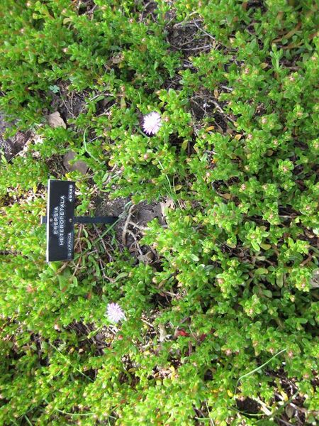 File:576px-IMG 4315 hunt0904.jpg