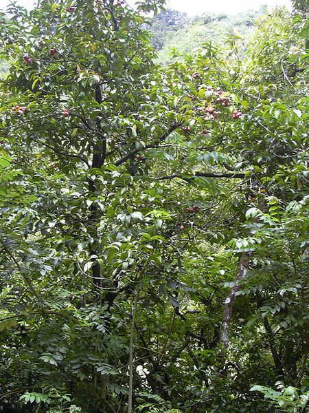 File:576px-Starr 030807-0039 Syzygium malaccense.jpg