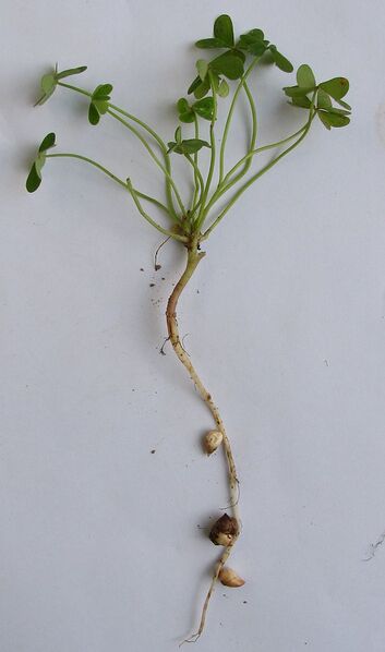 File:604px-Oxalis pes-caprae all.JPG