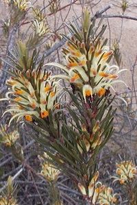 Adenanthos detmoldii
