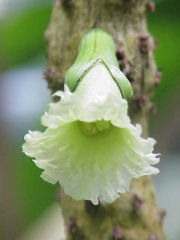 Bigleaf Black Calabash (Amphitecna macrophylla)