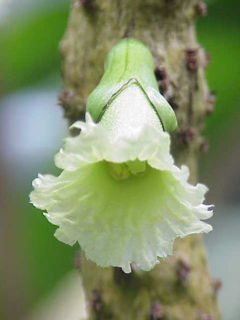Bigleaf Black Calabash (Amphitecna macrophylla)