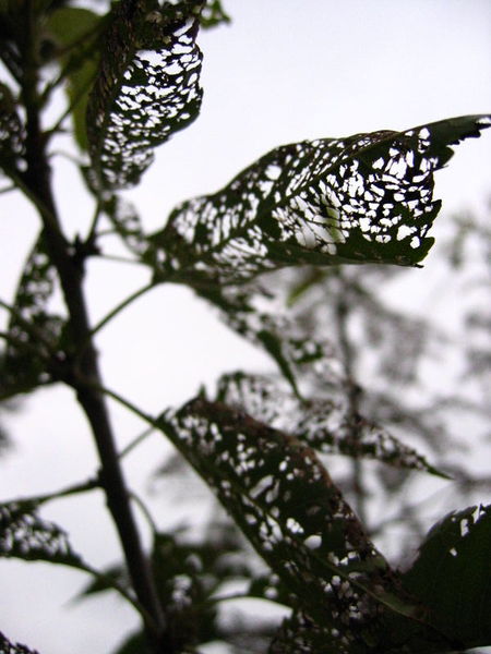 File:Apple tree leaves with insect damage.jpg