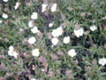 Cistus monspeliensis
