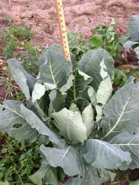 File:Collard11503.jpg