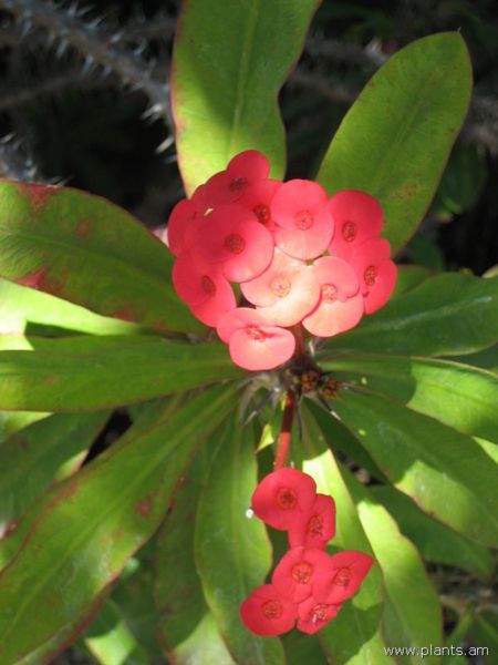 File:Euphorbia milii-var. splendens-crown of thorns-IMG 0308 hunt07.jpg