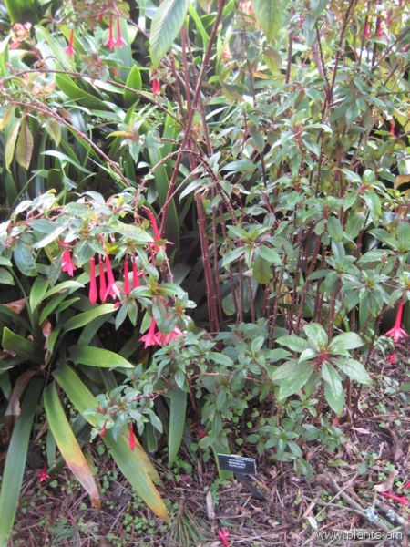 File:Fuchsia-redbush fanling-IMG 7554 sfbg0308.jpg