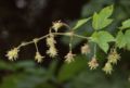 Feminine flowers of Humulus lupulus