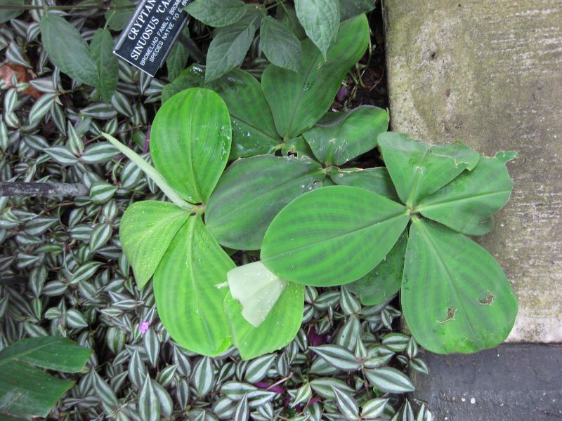 File:IMG 1189 bbg09.jpg