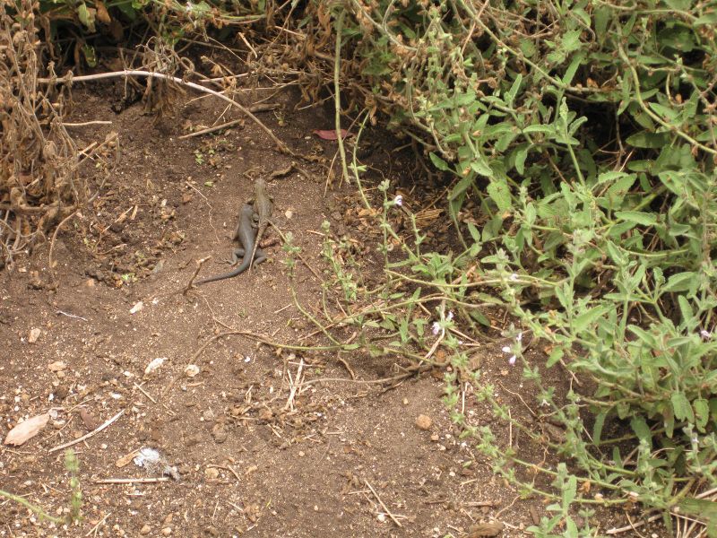 File:IMG 7156 hunt09jun.jpg