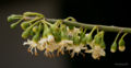 Kapok flowers