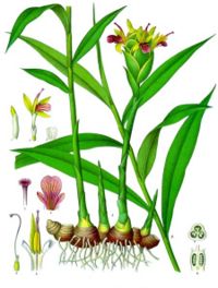 Sketch of ginger plant