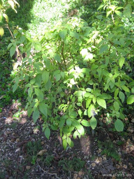 File:Omiltemia filisepala-IMG 7775 sfbg0308.jpg