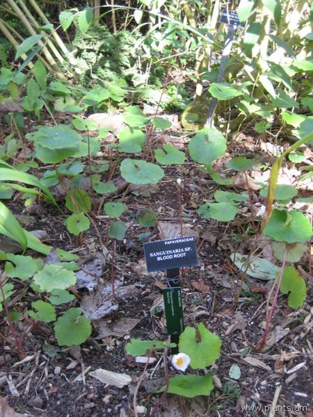 File:Sanguinaria canadensis-blood root-IMG 7414 sfbg0308.jpg