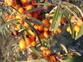 Thumbnail for version as of 12:35, 23 September 2007