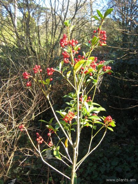 File:Skimmia-sp.-IMG 7860 sfbg0308.jpg