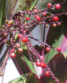 Berries of ti plant