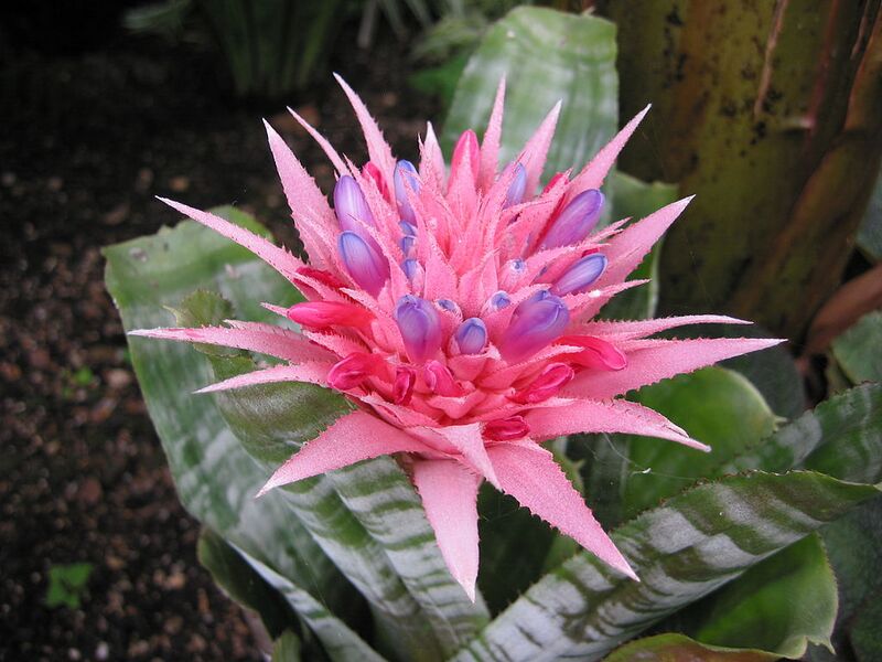 File:1024px-Aechmea fasciata2.jpg