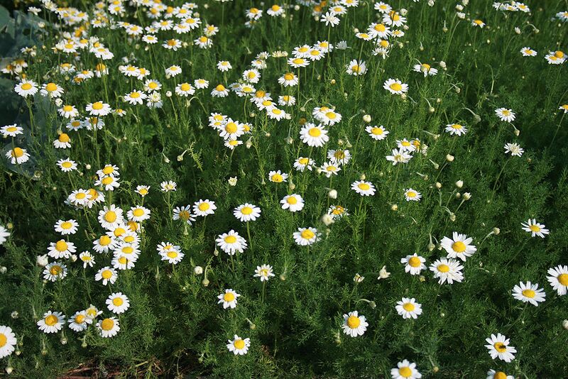 File:1024px-Anthemis nobilis prg 1.jpg