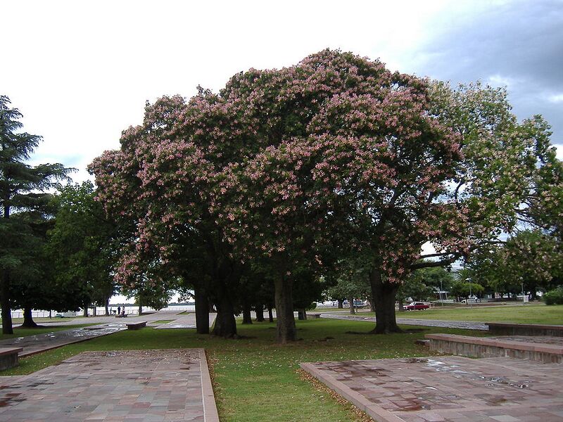File:1024px-Ceiba speciosa 1.jpg