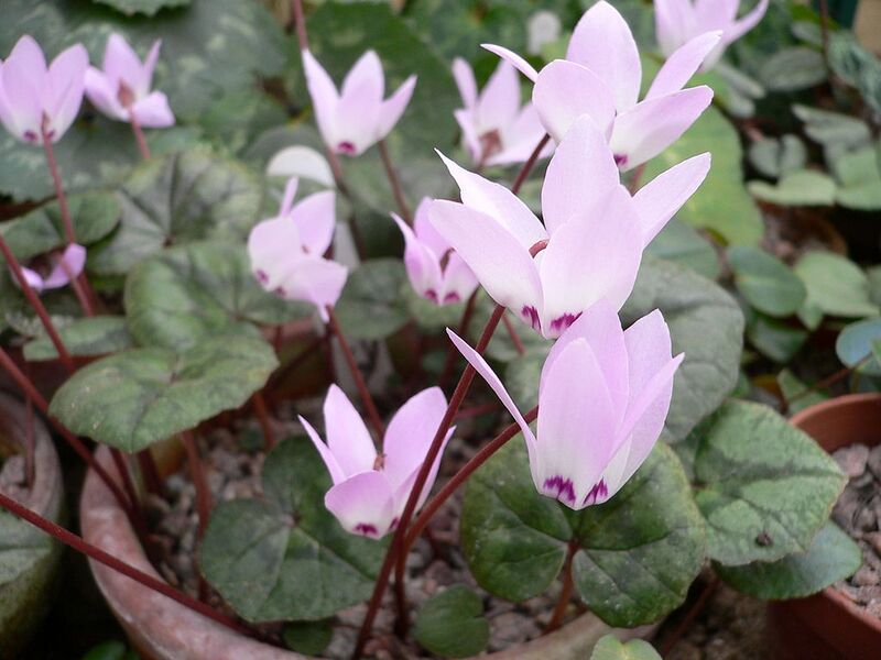 File:1024px-Cyclamen libanoticum01.jpg