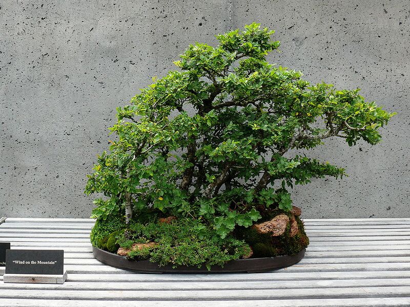 File:1024px-NCArboretum Bonsai-27527-3.jpg