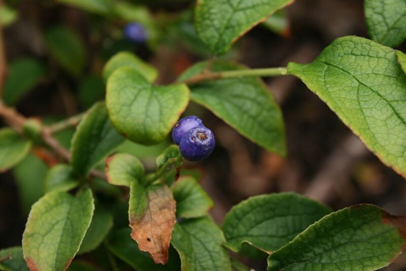 File:1024px-Symplocos-paniculata-berries.jpg