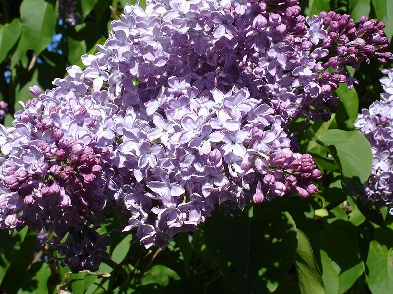 File:1024px-SyringaVulgarisMmeFrancisqueMorel1UME.jpg