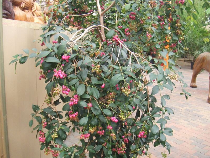 File:1024px-Syzygium oleosum2.jpg