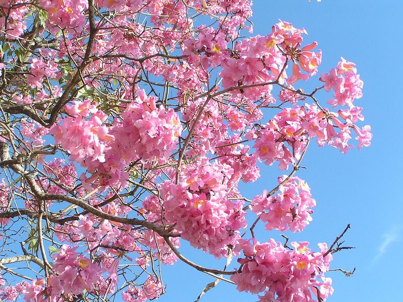File:1024px-Tabebuia impetiginosa inflorescencias.jpeg