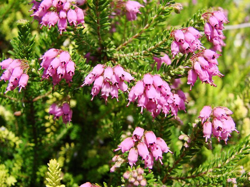 File:1280px-Bruckenthalia spiculifolia (BG Wroclaw)-3.JPG